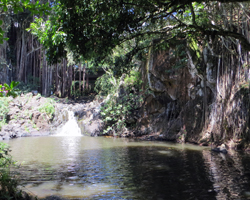 Banyan Trees at Kapena Falls