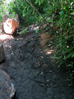 Aiea Loop Trail Mud