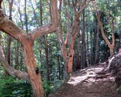 Paperbark Trees Along Aiea Loop Trail