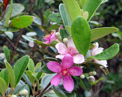 Flora along Puu Maelieli Trail