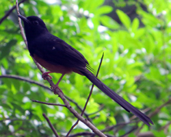 White Rumped Shama Along Friendship Garden Trail