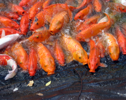 Carp Hoping to Get Fed at Dole Pineapple Plantation