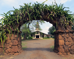 Night Blooming Cereus Covered Arch in Haleiwa Hawaii