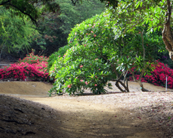 Plumeria and Bougainvillea Groves at Koko Crater Botanical Garden