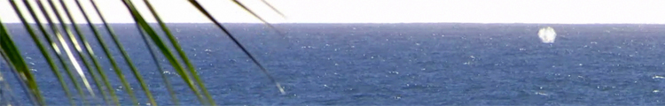 Whale Watching Hawaii: Humpback Whale Spouting Near Aulani Resort, Oahu