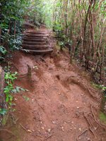 Waahila Ridge Trail Mud and Guavas