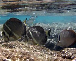 Fish on the Reef at Hanauma Bay Hawaii