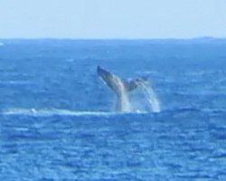 Humpback Whale Sighting at Kaena Point (North Shore Route)