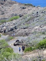 Makapuu Lighthouse Trail